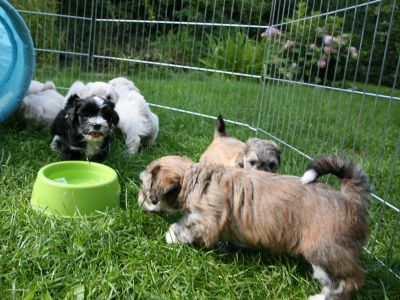 Bichon Havanais hvalpe hos Kennel Miki Nanoq